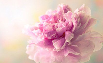 A close up of a pink peony flower on a blurred background.