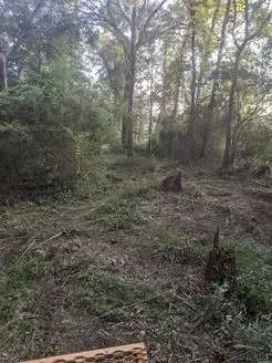 Clearing in a wooded area with tree stumps, green and brown foliage, and tall trees.