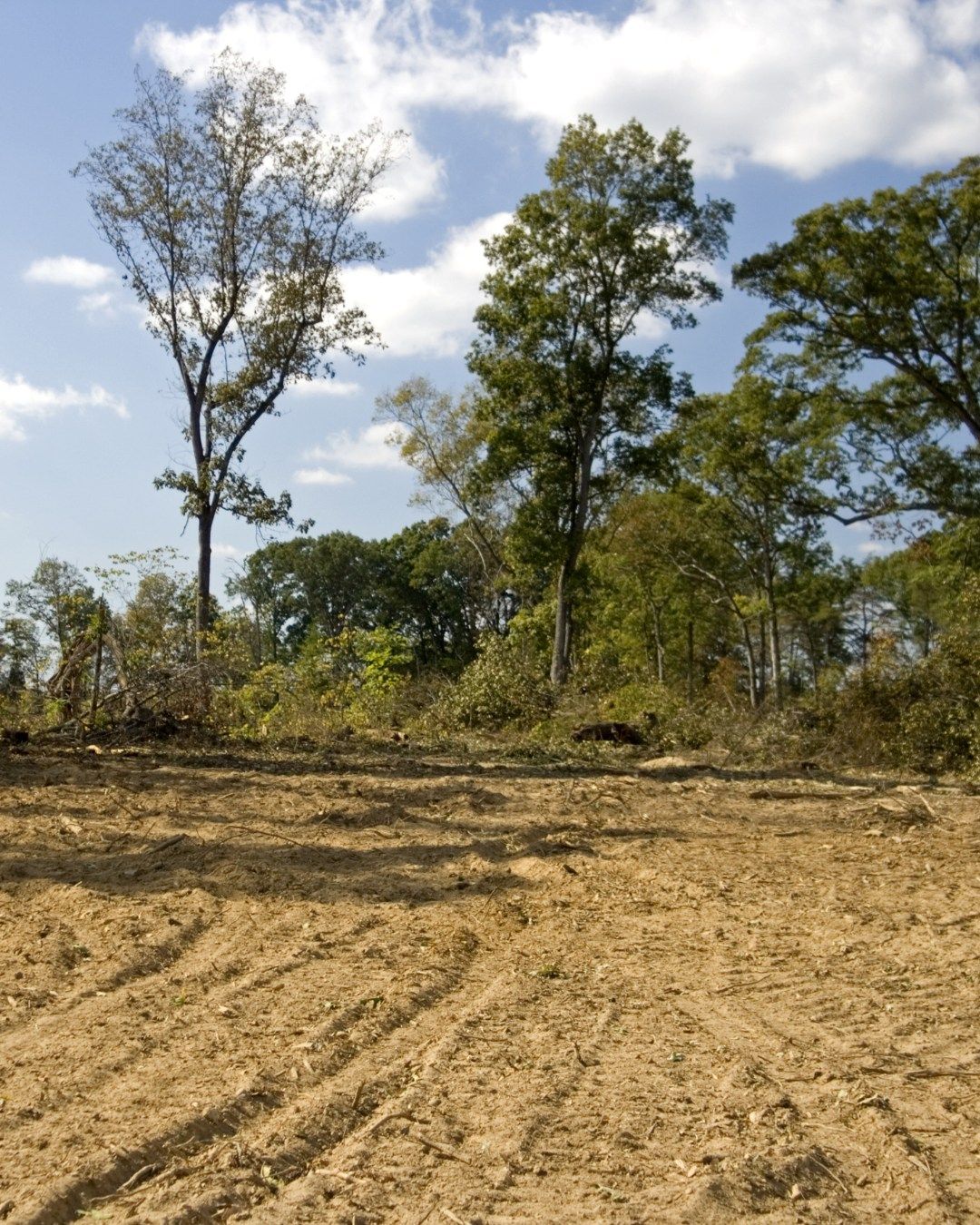 Cleared land with tire tracks in the foreground, trees and blue sky in the background.