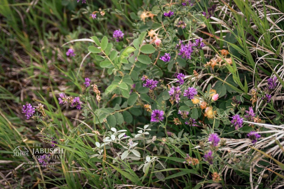 Alfalfa wildflower in Hill City, SD