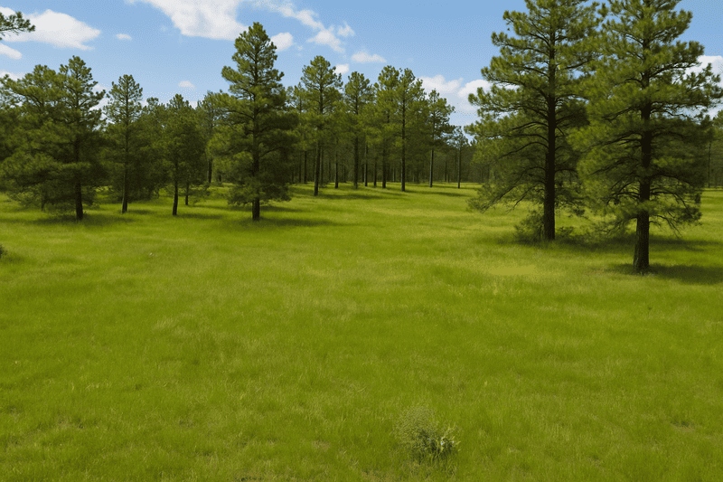 Black Hills land for sale to build a home on