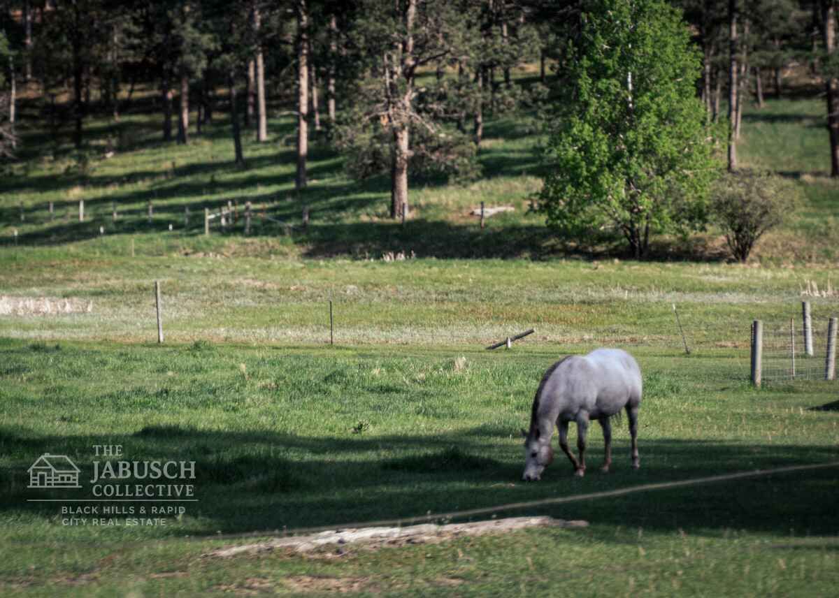 Black Hills land for sale with a horse in the background