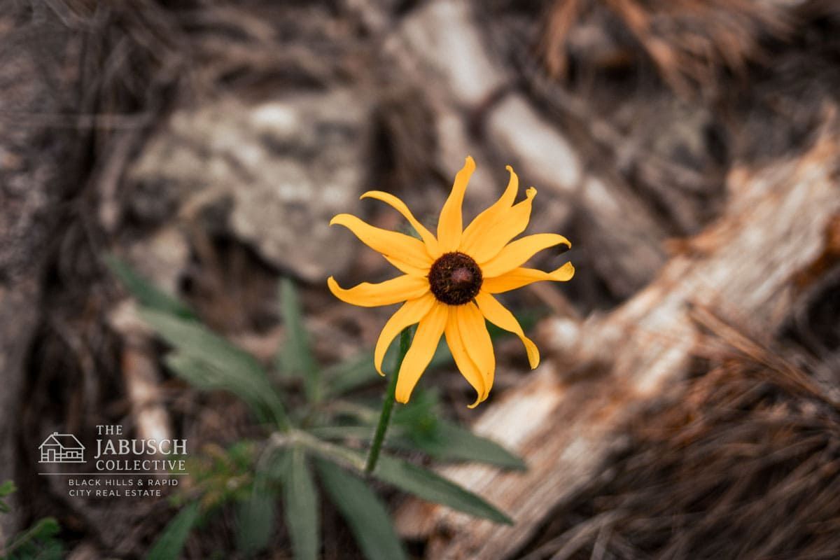 Black-eyed Susan wildflower in the Black Hills