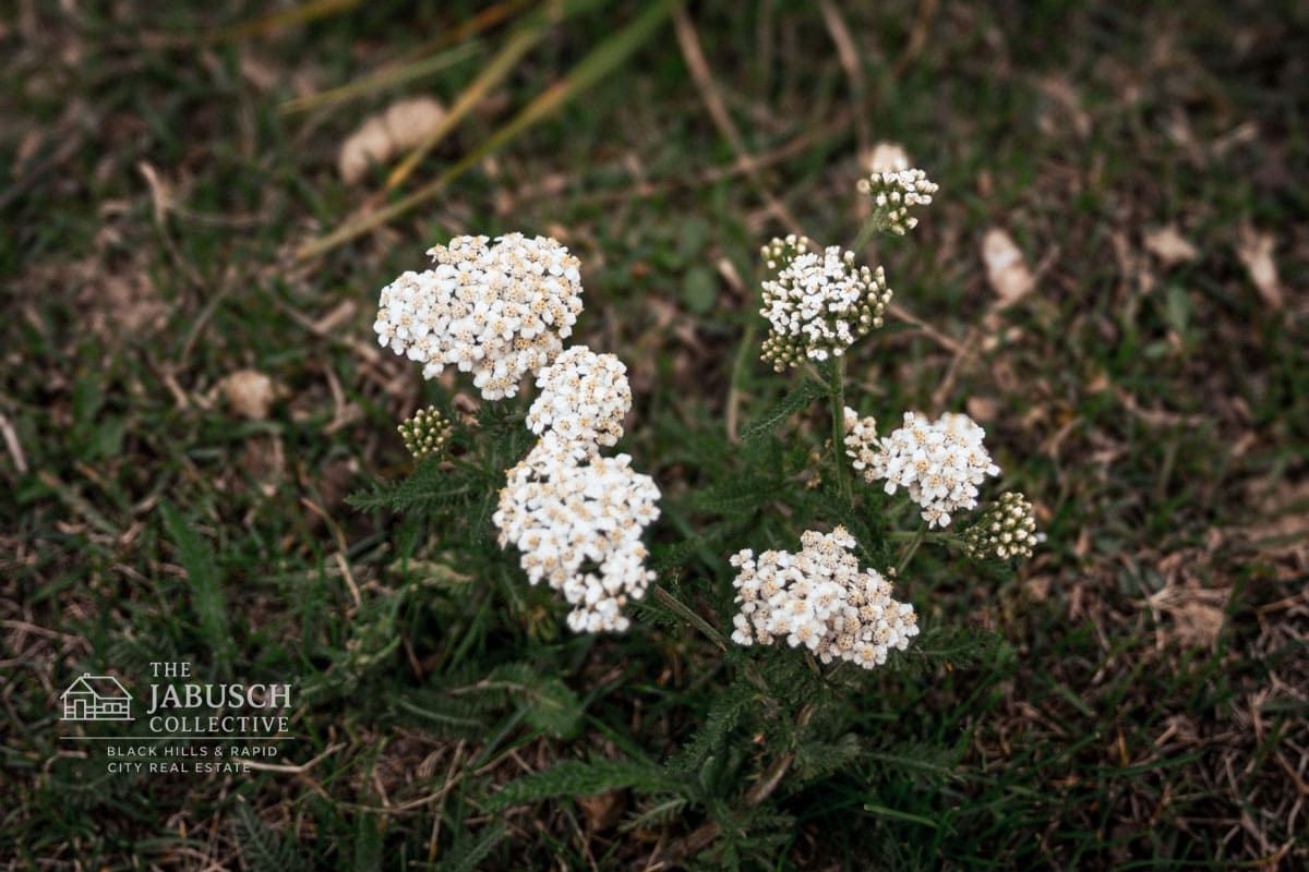 Yarrow in the wild of the Black Hills