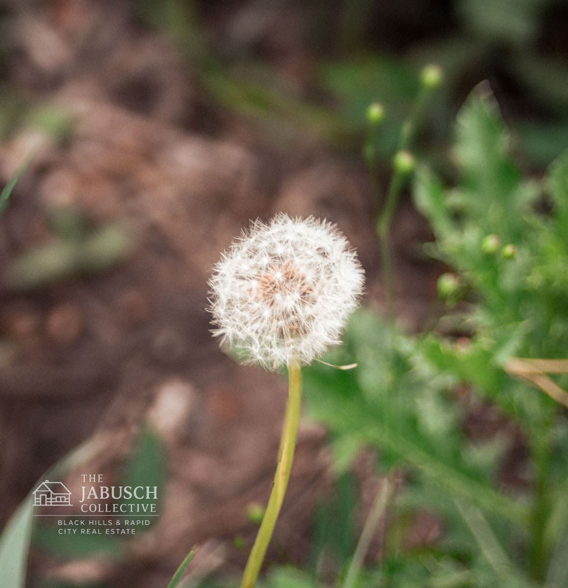 Dandelion in the Hills