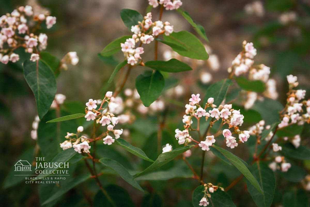Dogbane wildflowers in the Black Hills