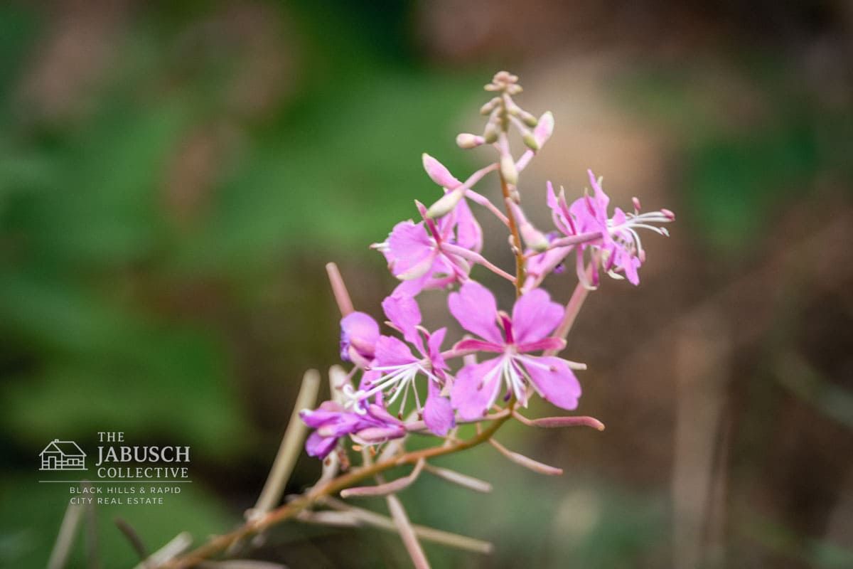 Fireweed wildflowers in Hill City, SD