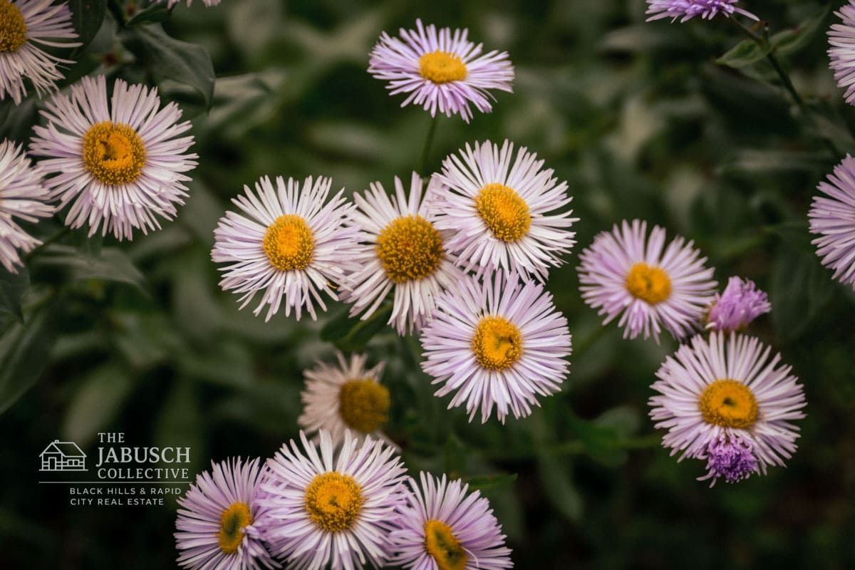 Fleabane wildflowers in the Hills