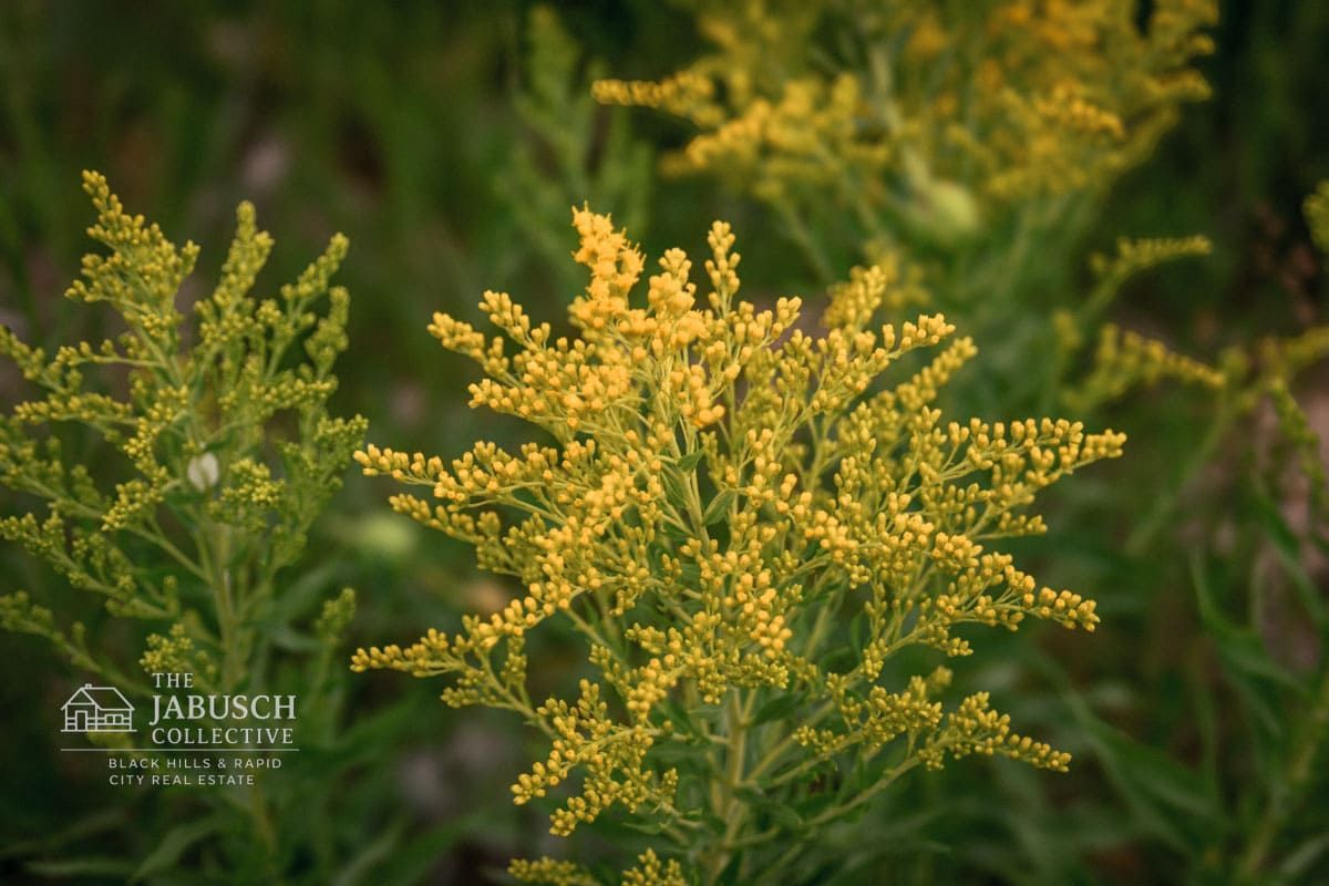 Goldenrod wildflowers in Hill City, SD