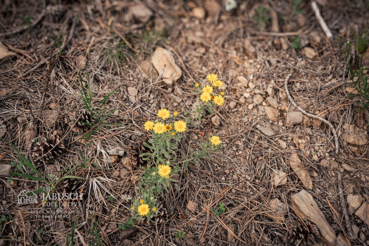 Gumweed wildflowers in the Black Hills