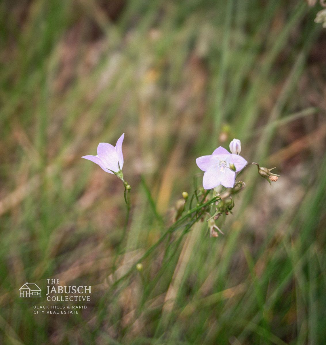 Harebell in the Black Hills
