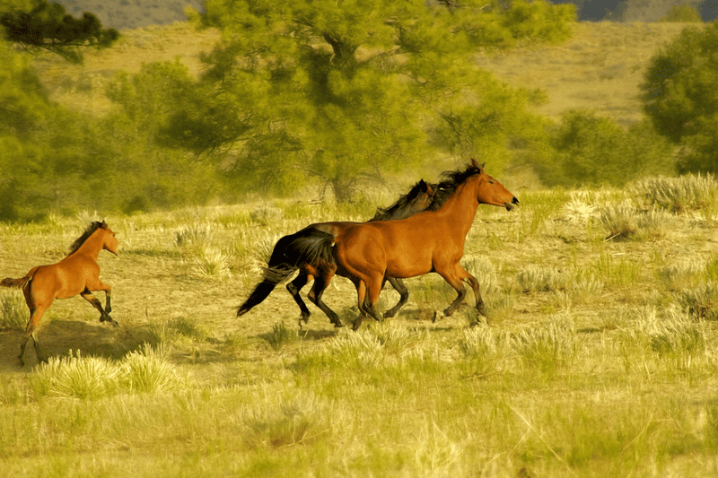 Horse properties in the Black Hills