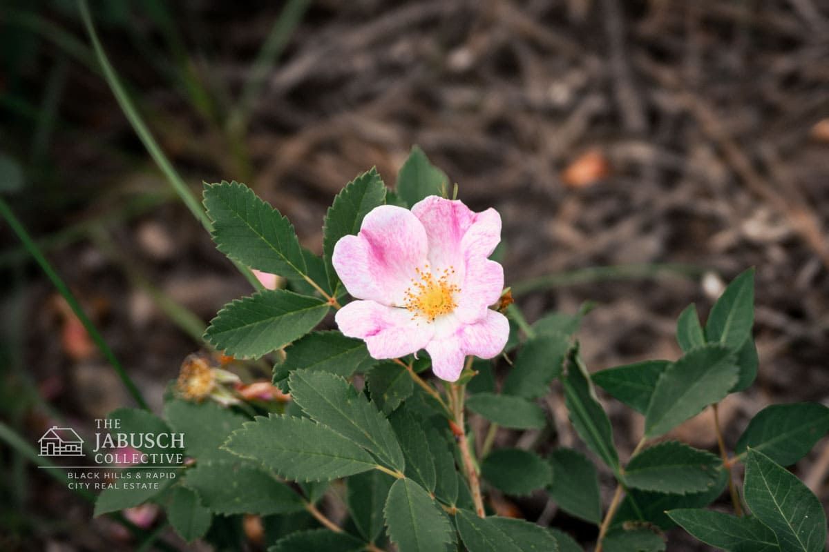 Wild Rose in Hill City, SD
