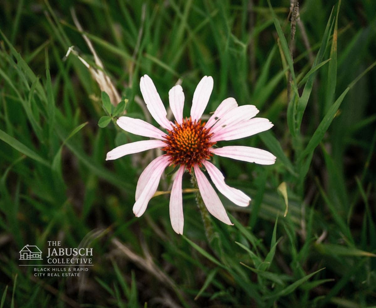 Purple Coneflower in The Black Hills