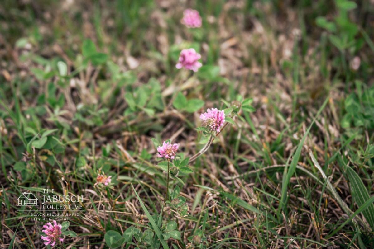 Red clover in Hill City, SD