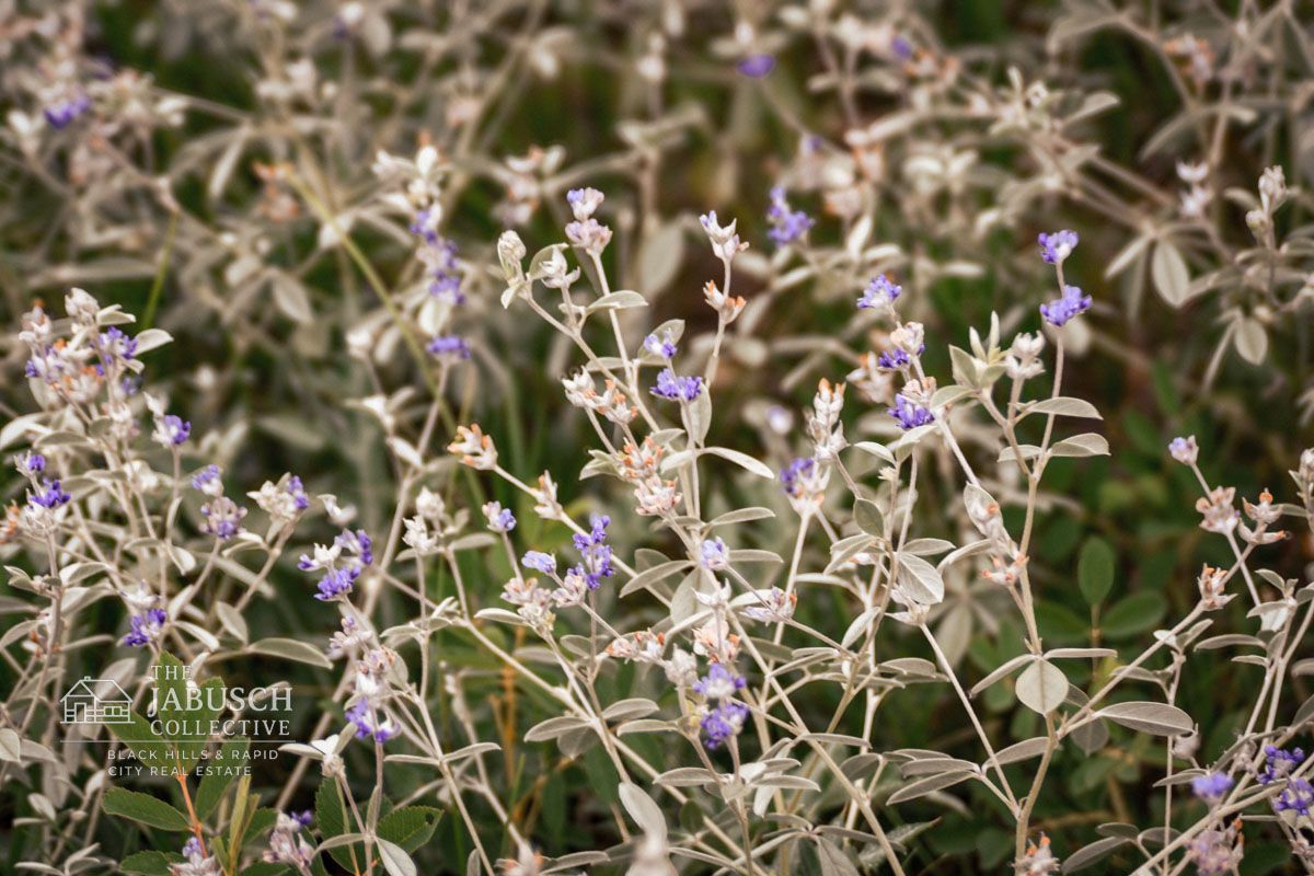 Silvery Lupine in Hill City, SD
