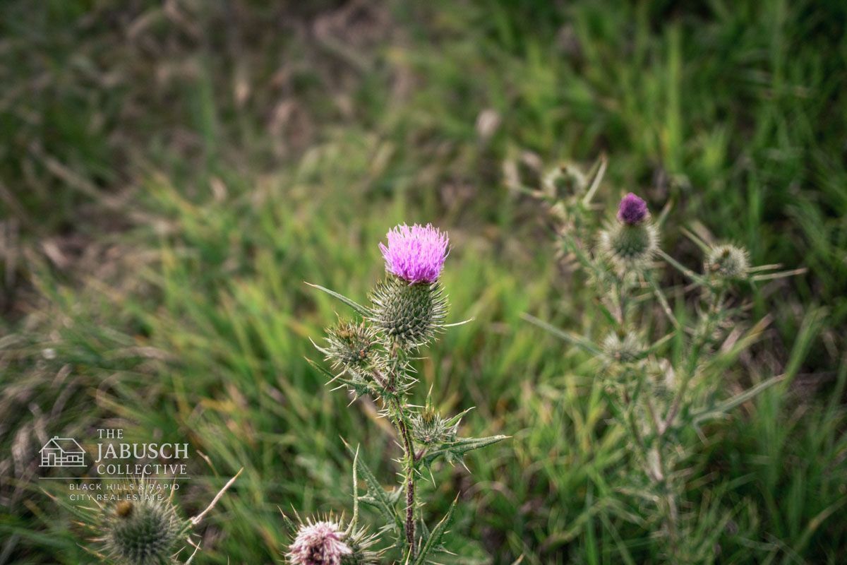 Thistle in Hill City, SD