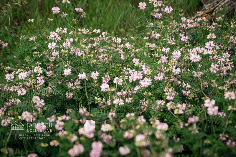 Wildflowers on Hiking Trails at Sheridan Lake