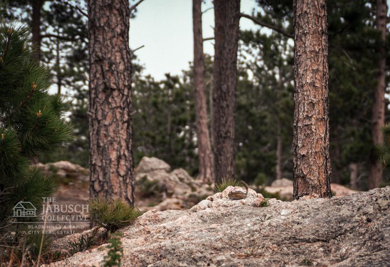 Chipmunk on a rock at the wildlife loop road in Custer, South Dakota