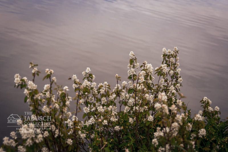 Close-up of flowers at Sylvan Lake in Custer State Park