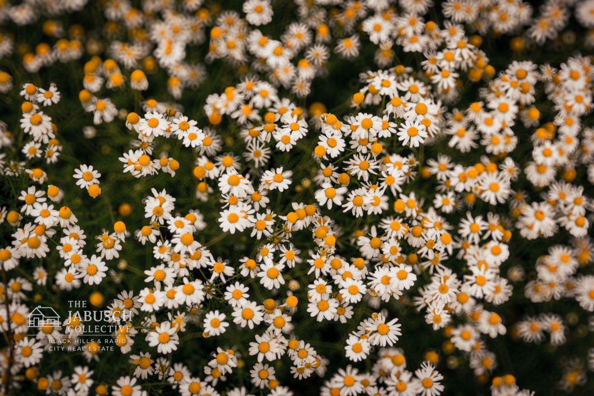 White and yellow daisy-like flowers in a dense Black Hills field with green stems.H