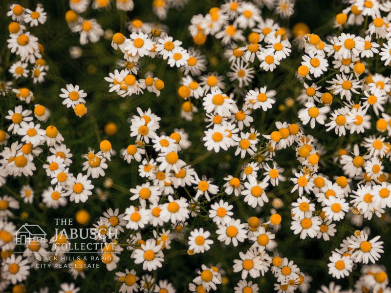 Wildflowers in the Black Hills thumbnail