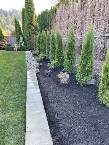 A line of slender, green trees in a landscaped yard. Black mulch, stone border, and grass lawn.