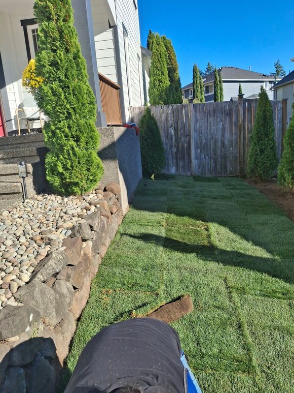 A person mowing freshly laid sod in a backyard bordered by a rock wall, fence, and evergreen trees under a blue sky.