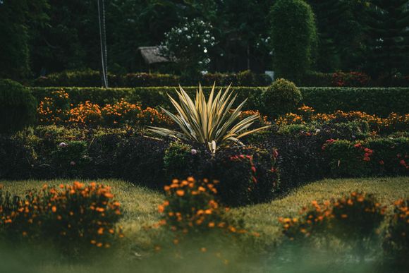 A bush with a lot of leaves is in the middle of a garden.