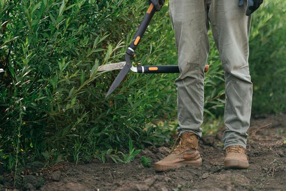 A man is cutting a bush with a pair of hedge shears.