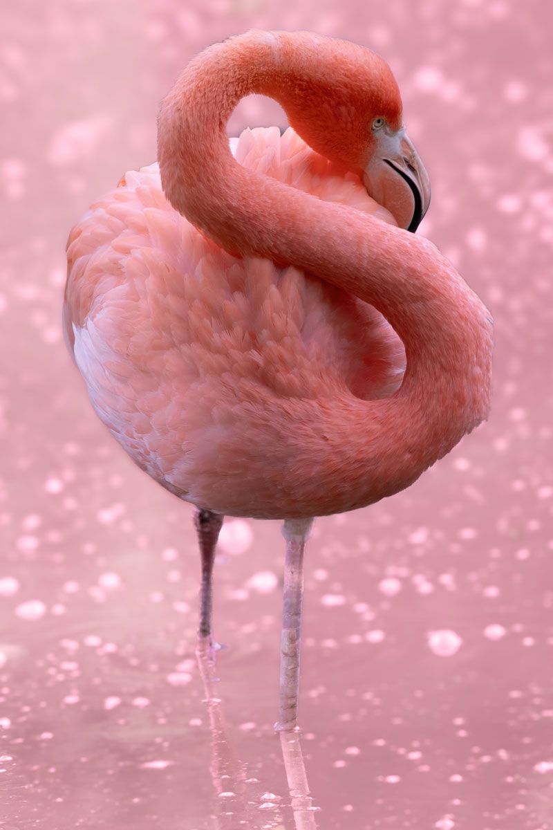 Un fenicottero rosa è in piedi su una zampa nell'acqua.
