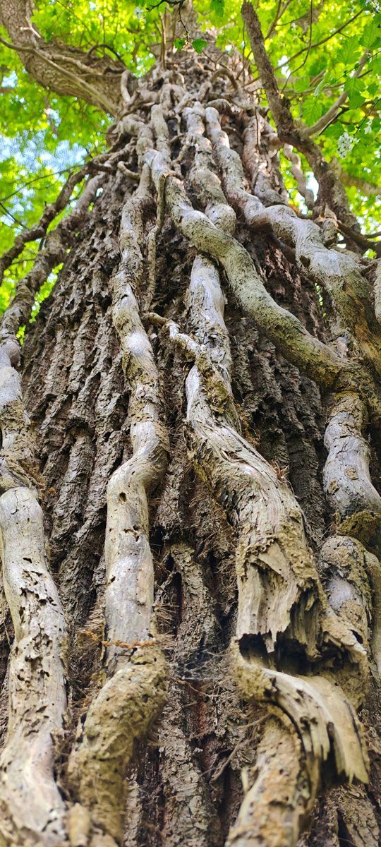 Un primo piano delle radici di un albero.