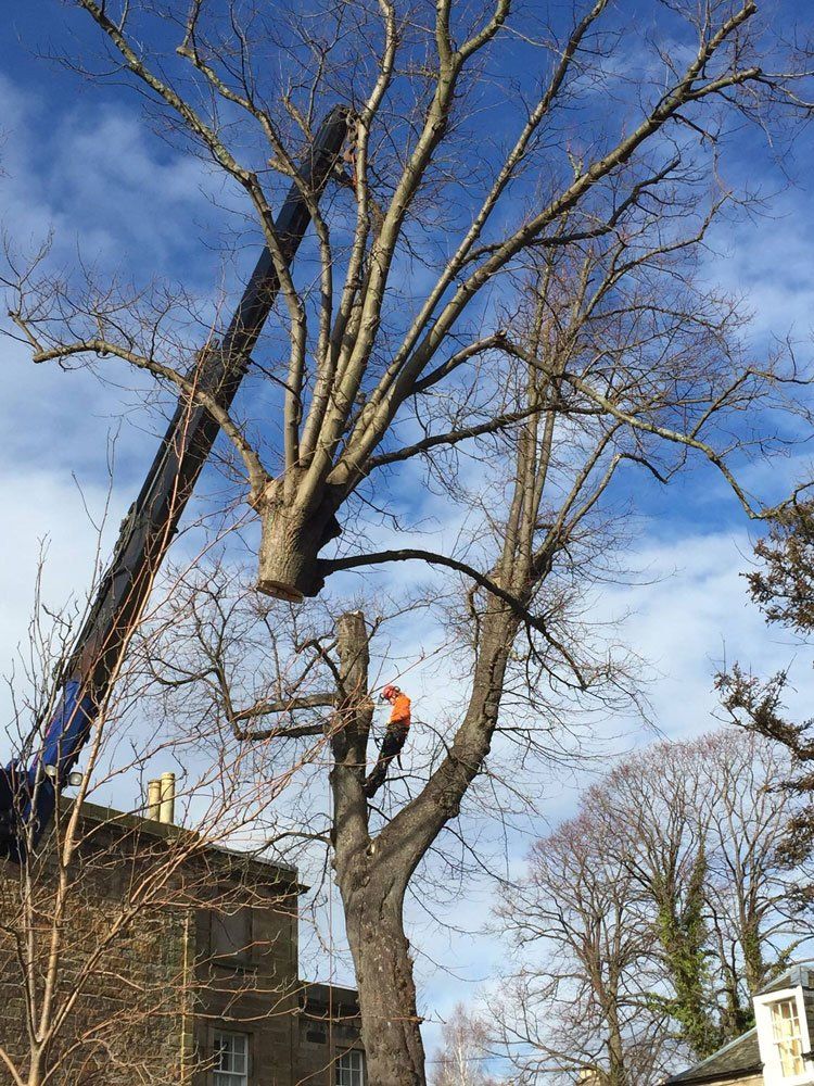 treesurgeryhaulage