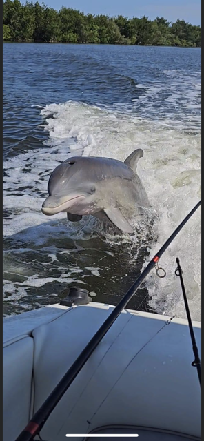 A dolphin is jumping out of the water on a boat.