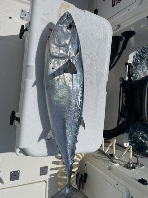 A large fish is sitting on top of a white cooler