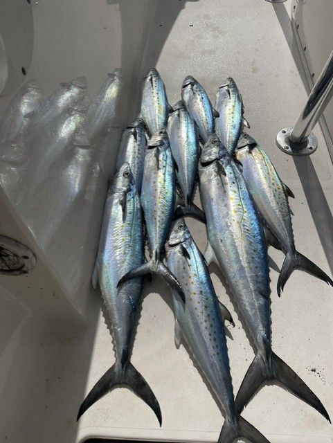 A bunch of fish are sitting on top of each other on a boat.