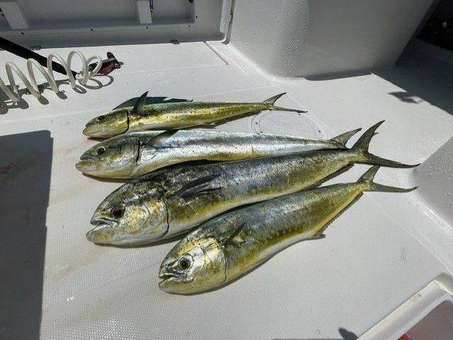 A bunch of fish are sitting on a white surface