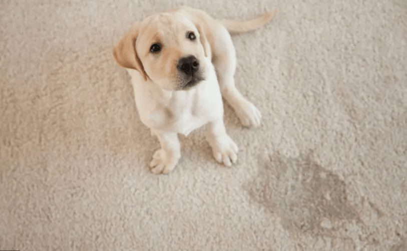 Pets Carpet Cleaning Yeppoon