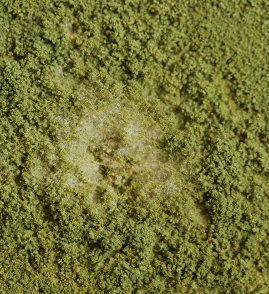 Mould Remediation — Restoration Services, Yeppoon
