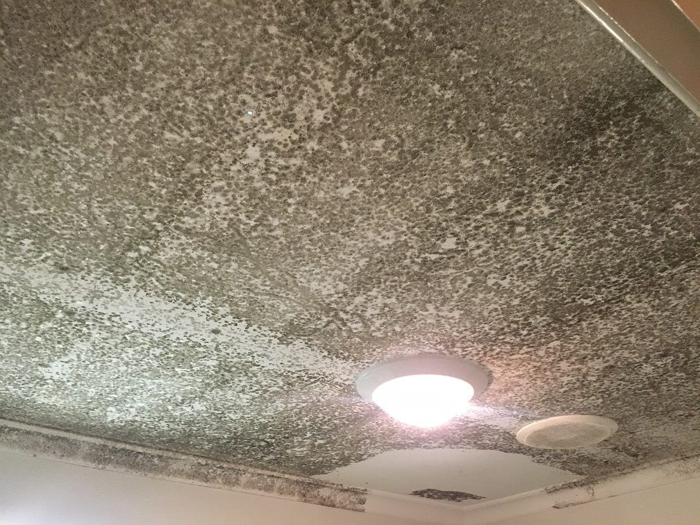 Mold Spots on Humid Wall — Cleaning Service in Yeppoon,QLD