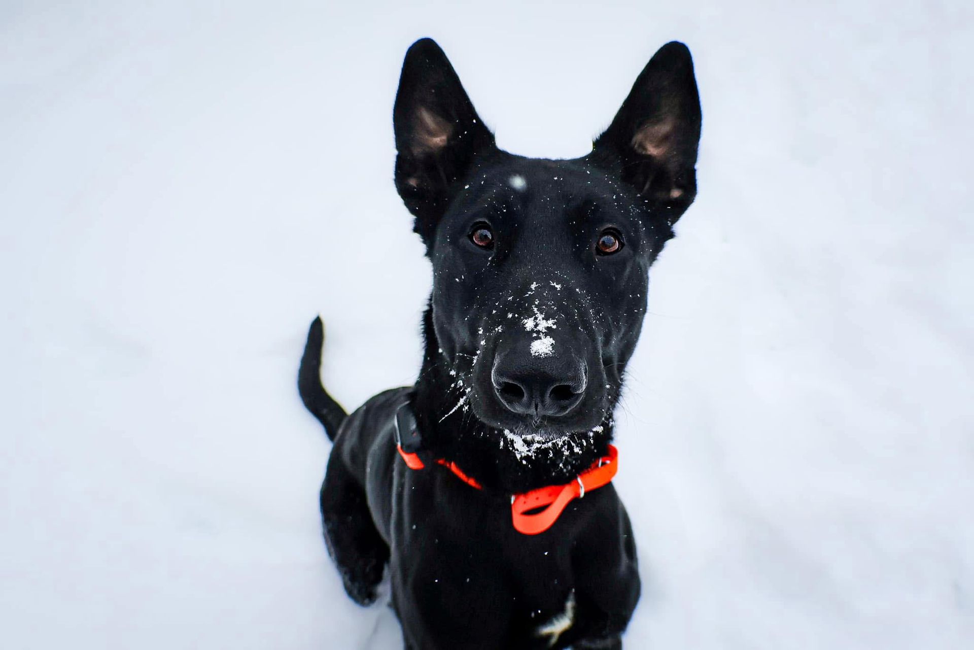 A black dog with a red collar is standing in the snow looking up at the camera.