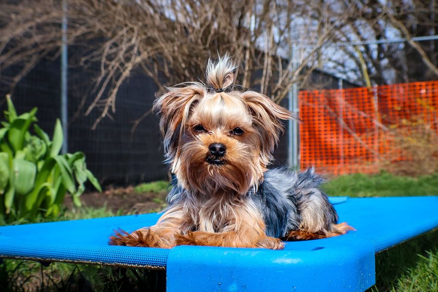 A small dog is laying on a blue bench in the grass.