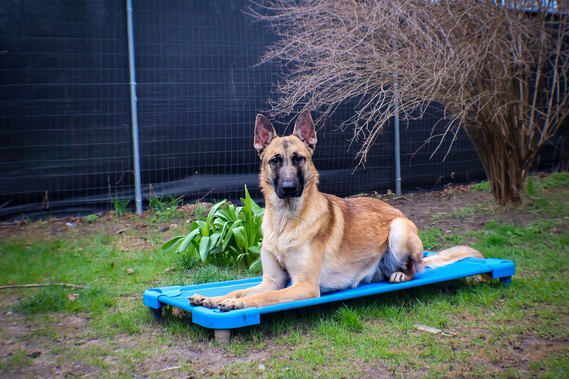 A german shepherd dog is laying on a blue tray in the grass.