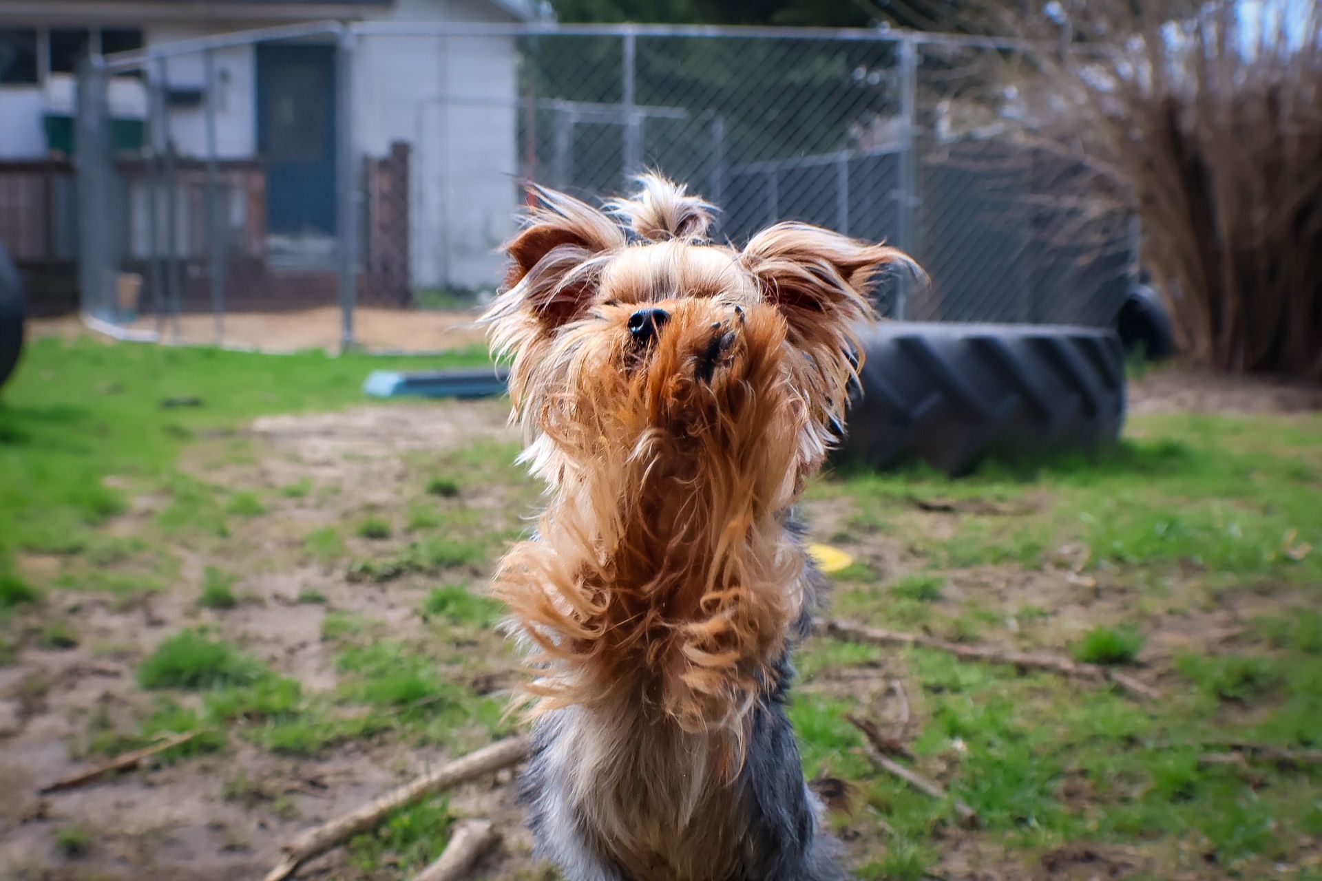 A small dog is standing in the grass looking up at the camera.