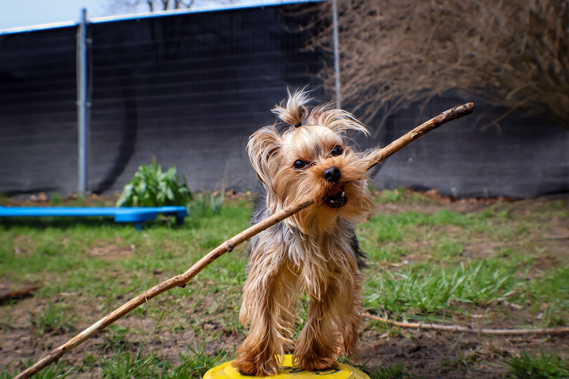 A small dog is holding a stick in its mouth.