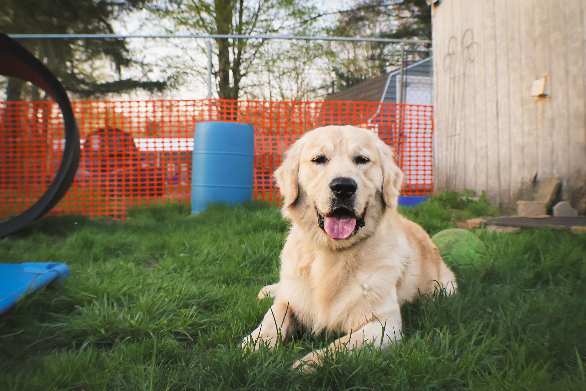 A dog is laying in the grass with its tongue out.