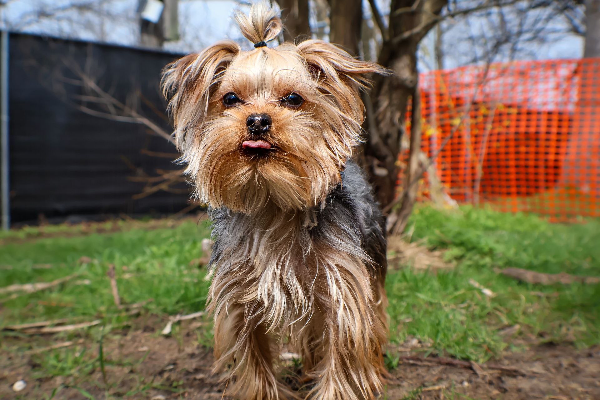 A small yorkshire terrier is standing in the grass next to a tree.
