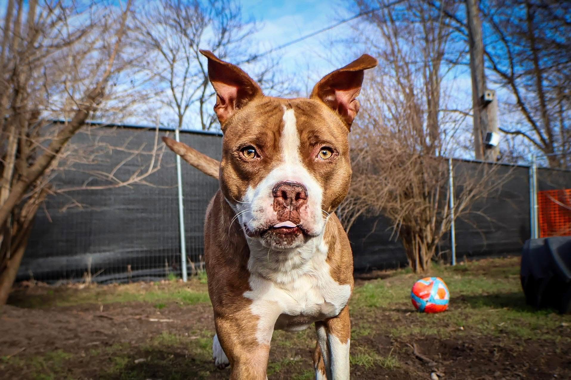 A brown and white dog is standing in the grass in front of a fence.