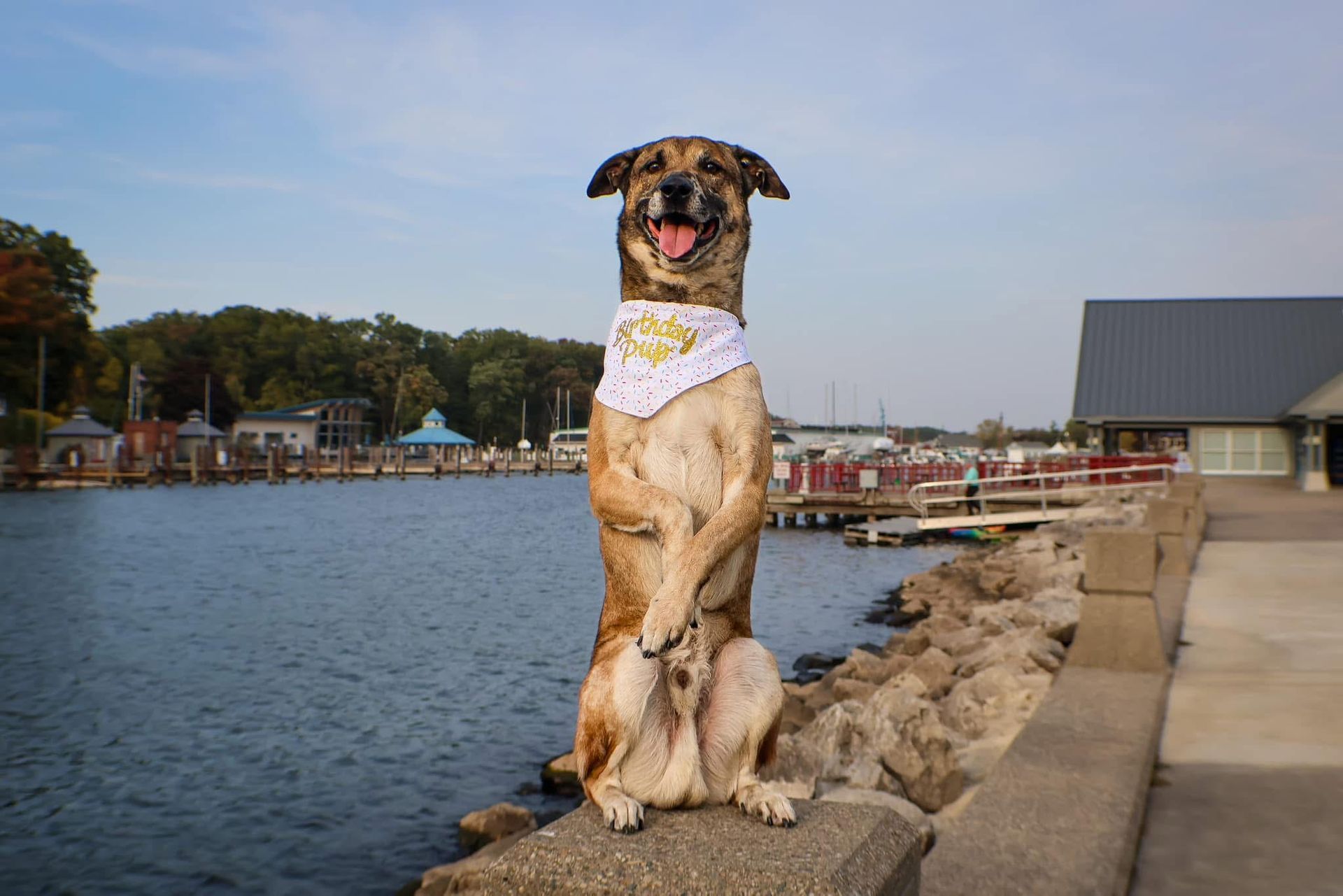 A dog wearing a bandana is sitting on a wall next to a body of water.
