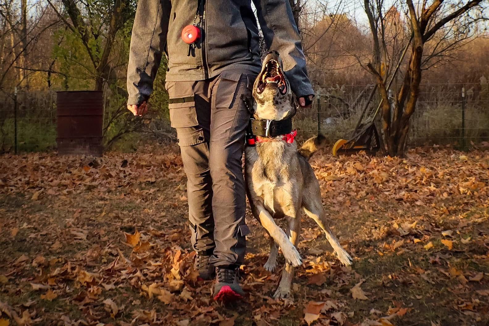 A man is walking a dog on a leash in a park.